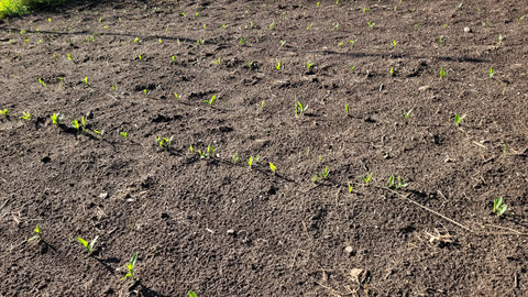 Emerging Gaspe Flint Corn seedlings