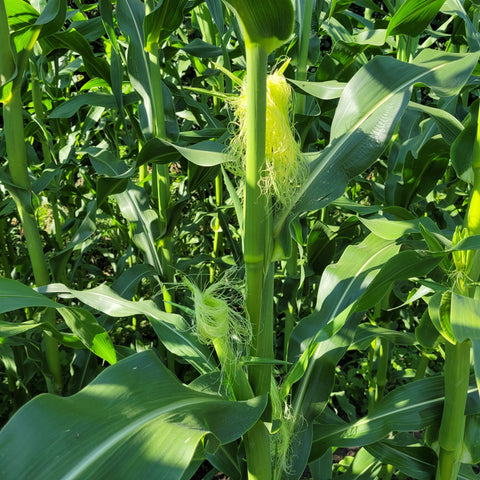 Ear formation of Polar Dent Corn