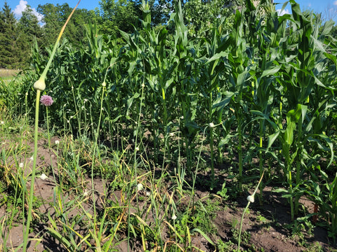 Polar Dent Corn enjoying the heat of the summer