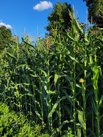 Minnesota 13 Dent Corn