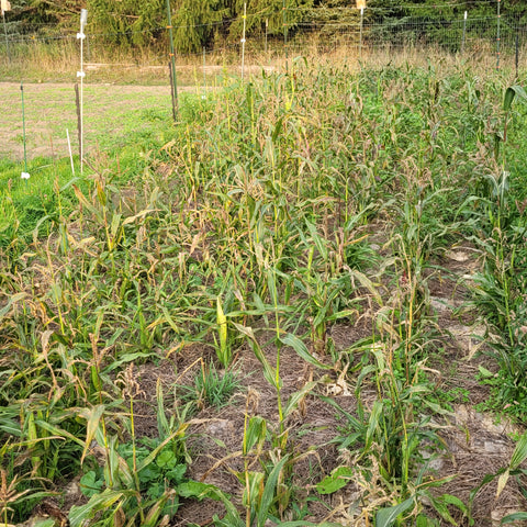 Gaspe Flint Corn shortly before harvest