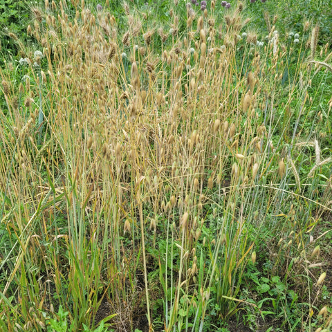 Fulghum Oats