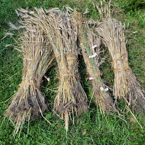 biodiversity of grains harvested on just July 22nd 2023