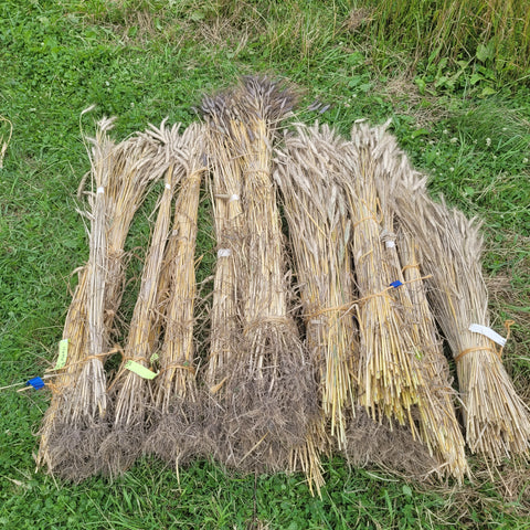 harvesting of triticale test strips