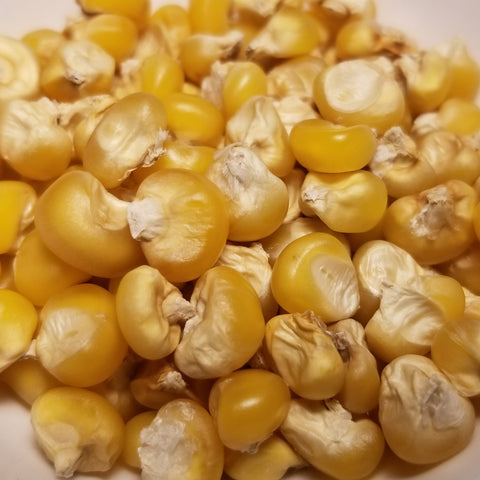 Gaspe Flint Corn seeds