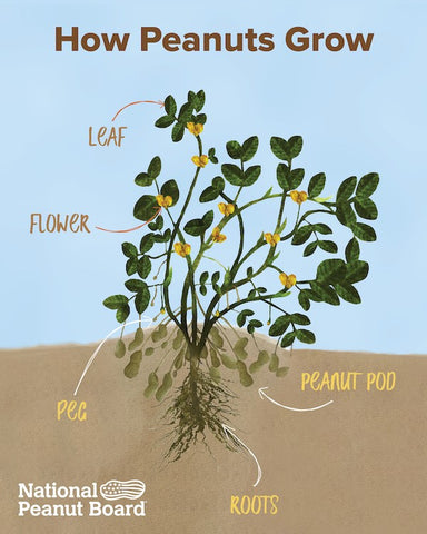 Peanut - Arachis hypogaea: Plant, Grow, Use, & Save Seed – Great