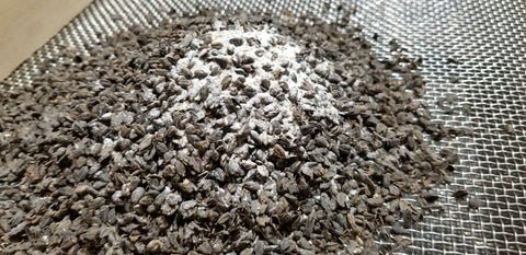 Pouring the rolled and broken buckwheat onto the screen