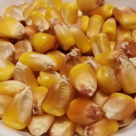 Minnesota 13 Corn
