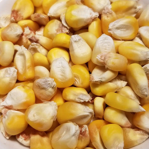 1776 Dent Corn seeds