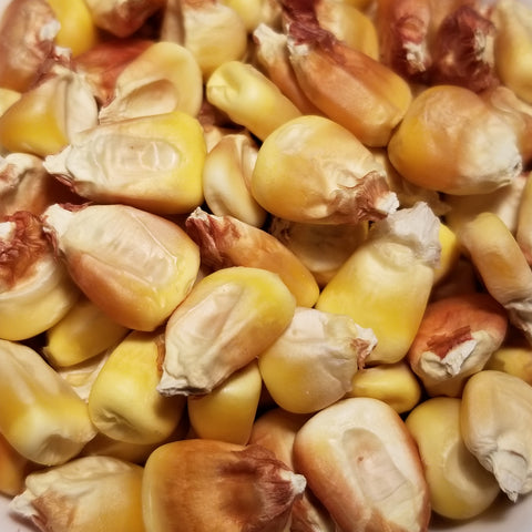 Buck Lantz Dent Corn seeds