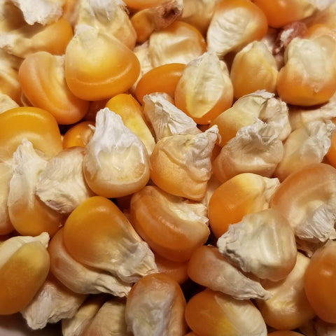 Zdrowie Flint Corn seeds