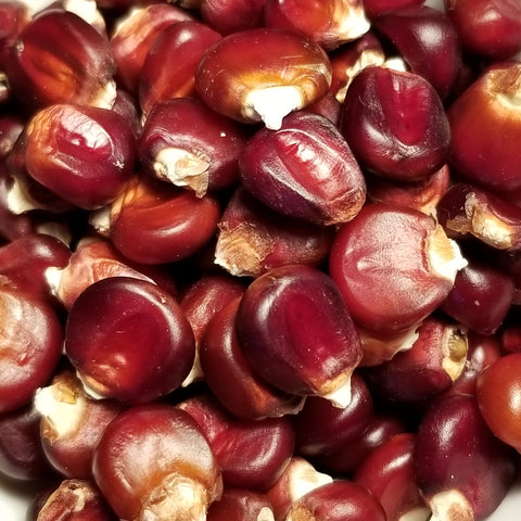 New York Red Flint Corn seeds