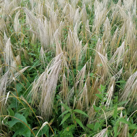 Bere Barley waiting to be harvested