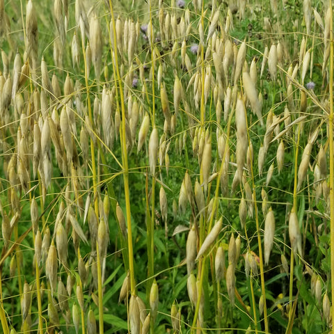 Hulless Oats wait to be cut