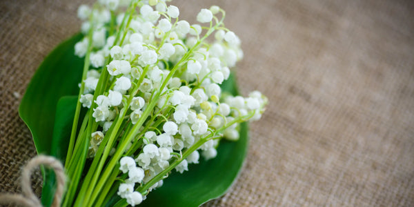 May Birth Flower: Lily of the Valley (Convallaria majalis)