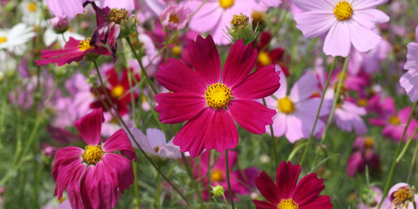 Flower Of The Month Of October
