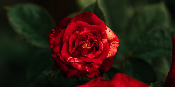 beauty and the beast background rose