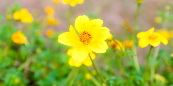Flower Of The Month Of October