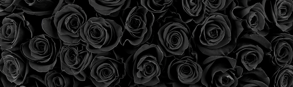 Rose Flower Meaning | Color, Symbolism & More