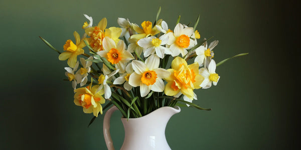 Crepe Paper Daffodils - Holly & Co