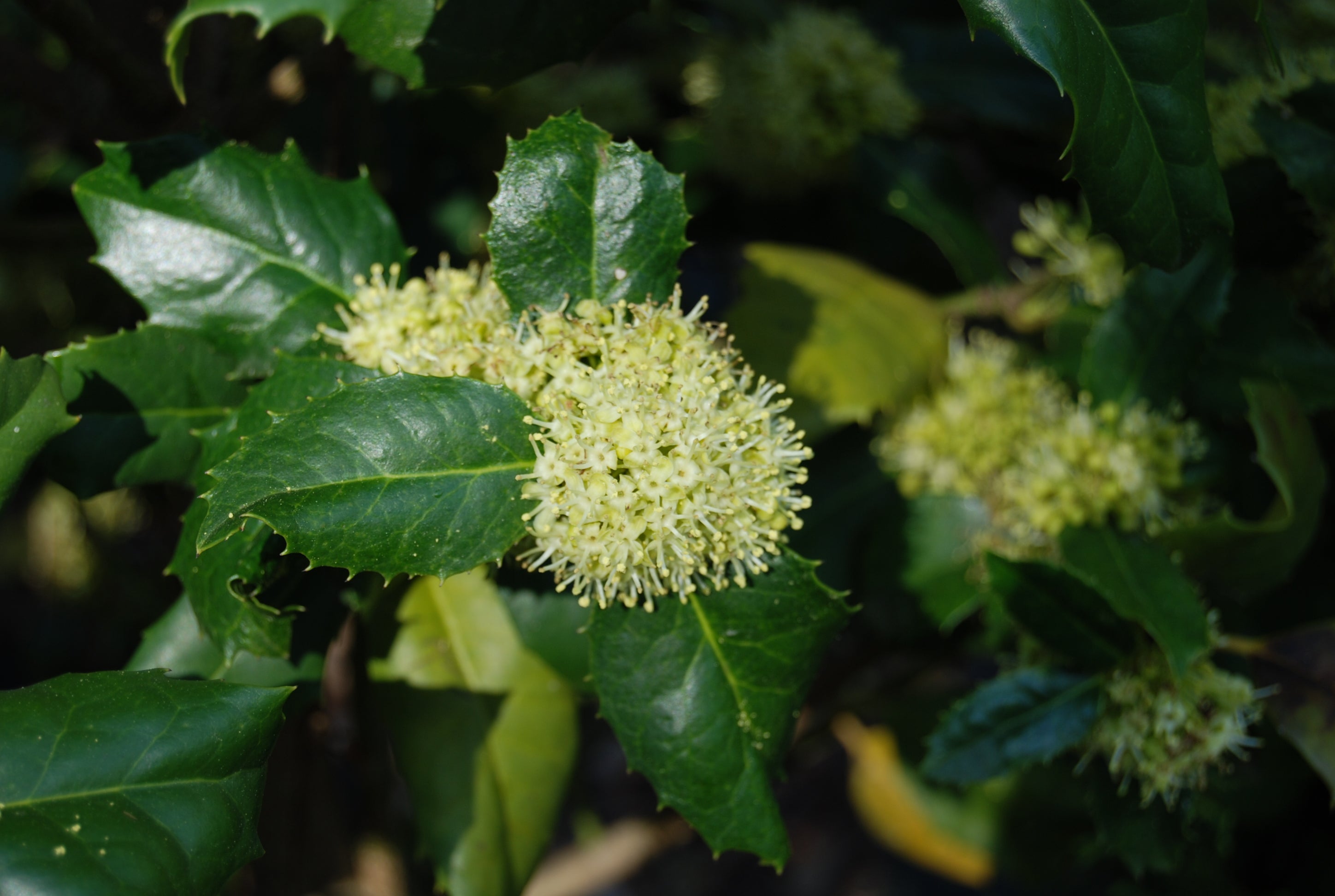 Ilex 'Adonis'