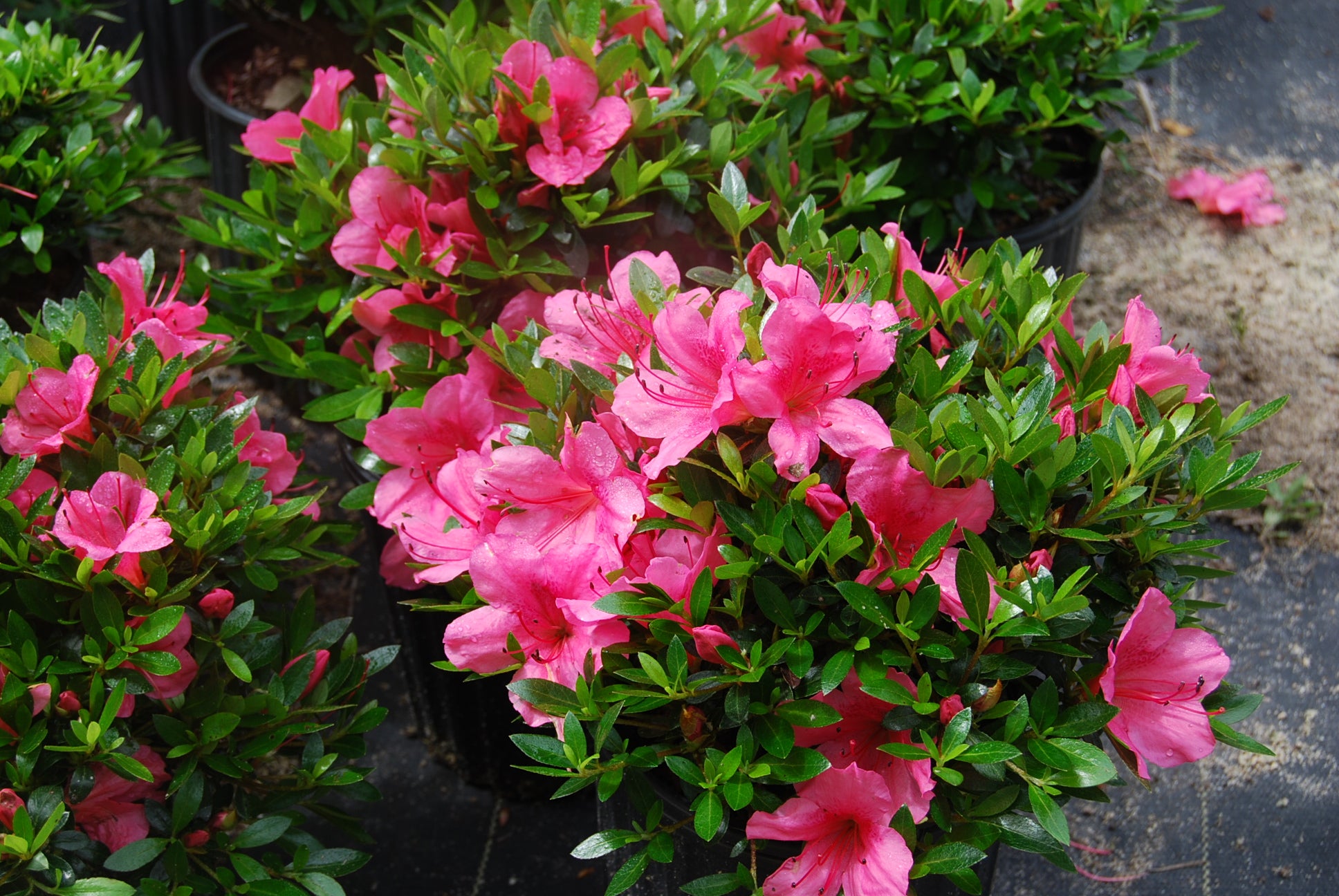 Azalea 'Chinzan' – Nurseries Caroliniana