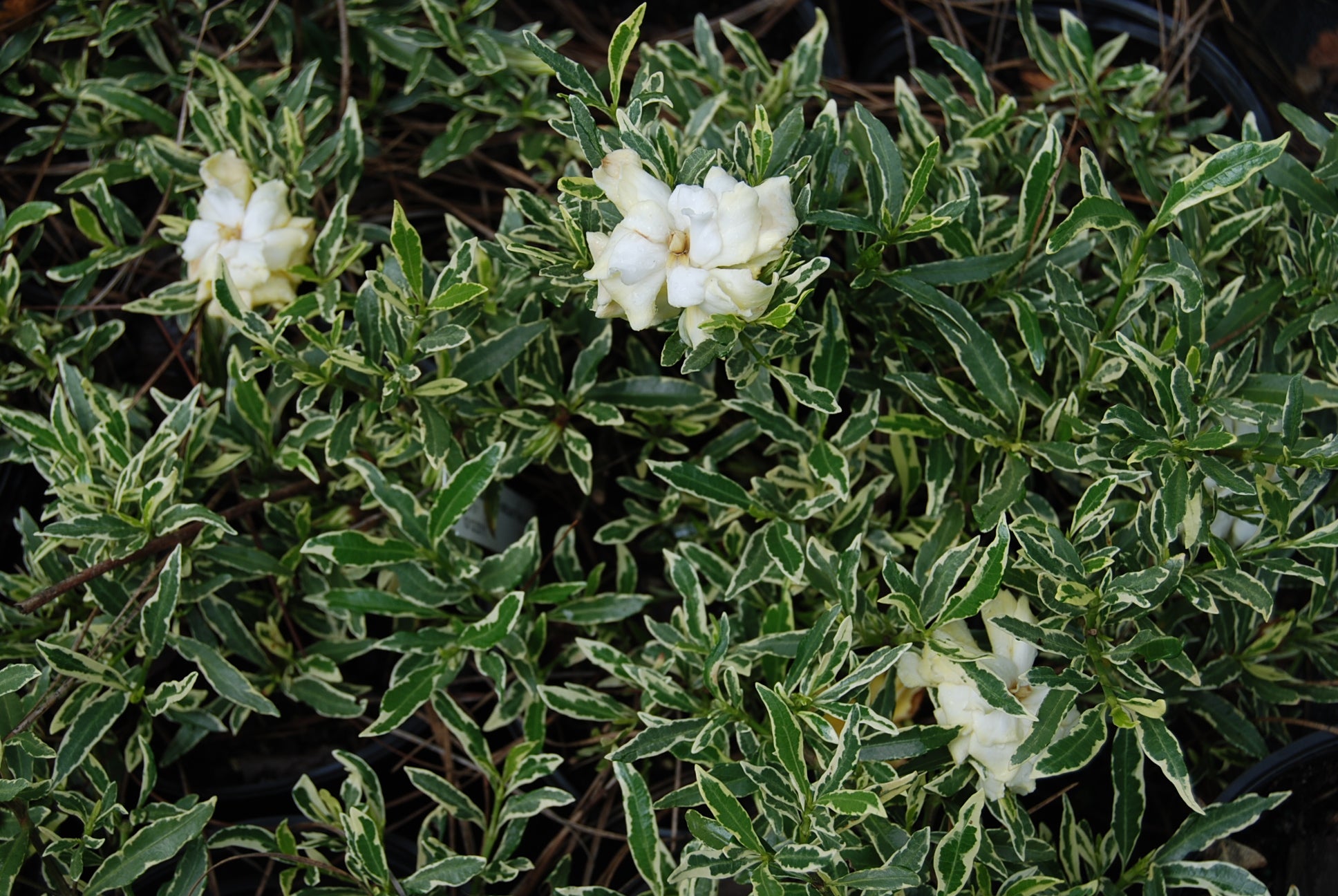Gardenia jasminoides radicans 'Silver Lining' – Nurseries Caroliniana