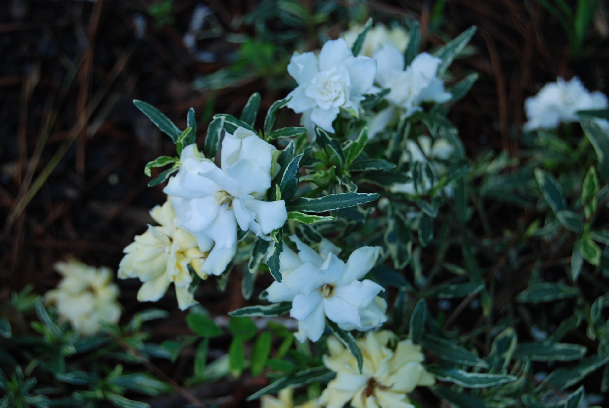 blok discolor slot Gardenia jasminoides radicans 'Silver Lining' – Nurseries Caroliniana