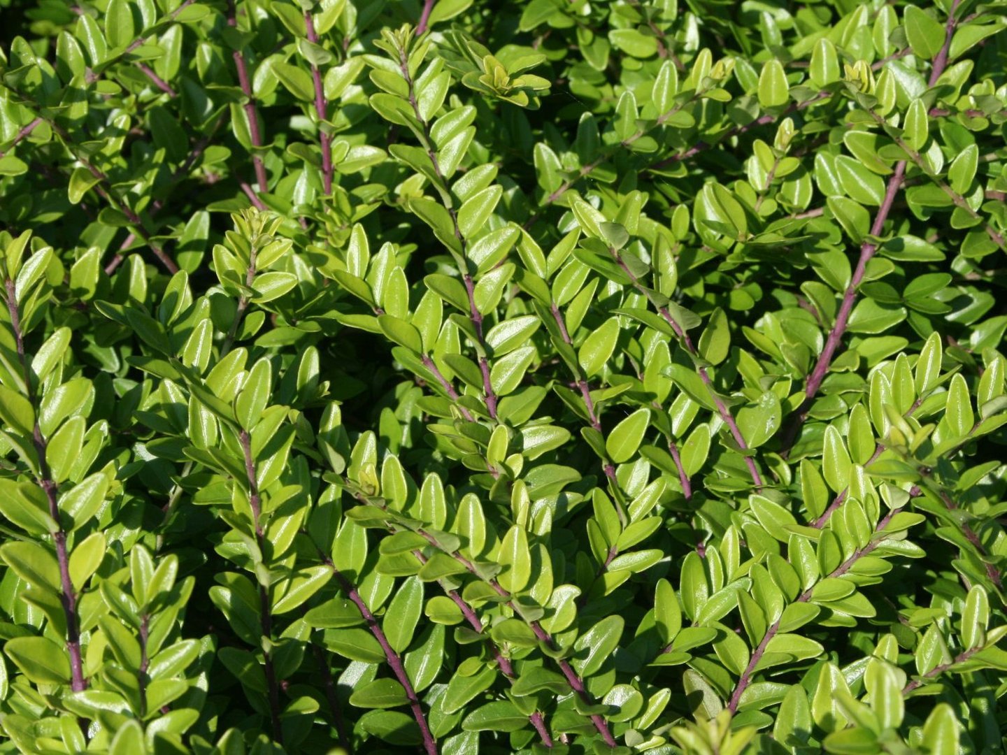 Жимолость блестящая (Lonicera nitida)