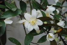 Magnolia laevifolia 'Snow Angel' (Michelia yunnanensis)
