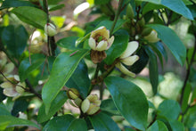 Magnolia (Michelia) figo 'Hagiwara Everblooming'