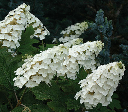 hydrangea snow queen quercifolia snowflake