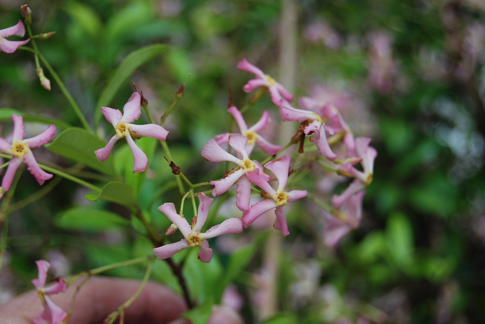 Trachelospermum jasminoides 'Pink Showers' – Nurseries Caroliniana