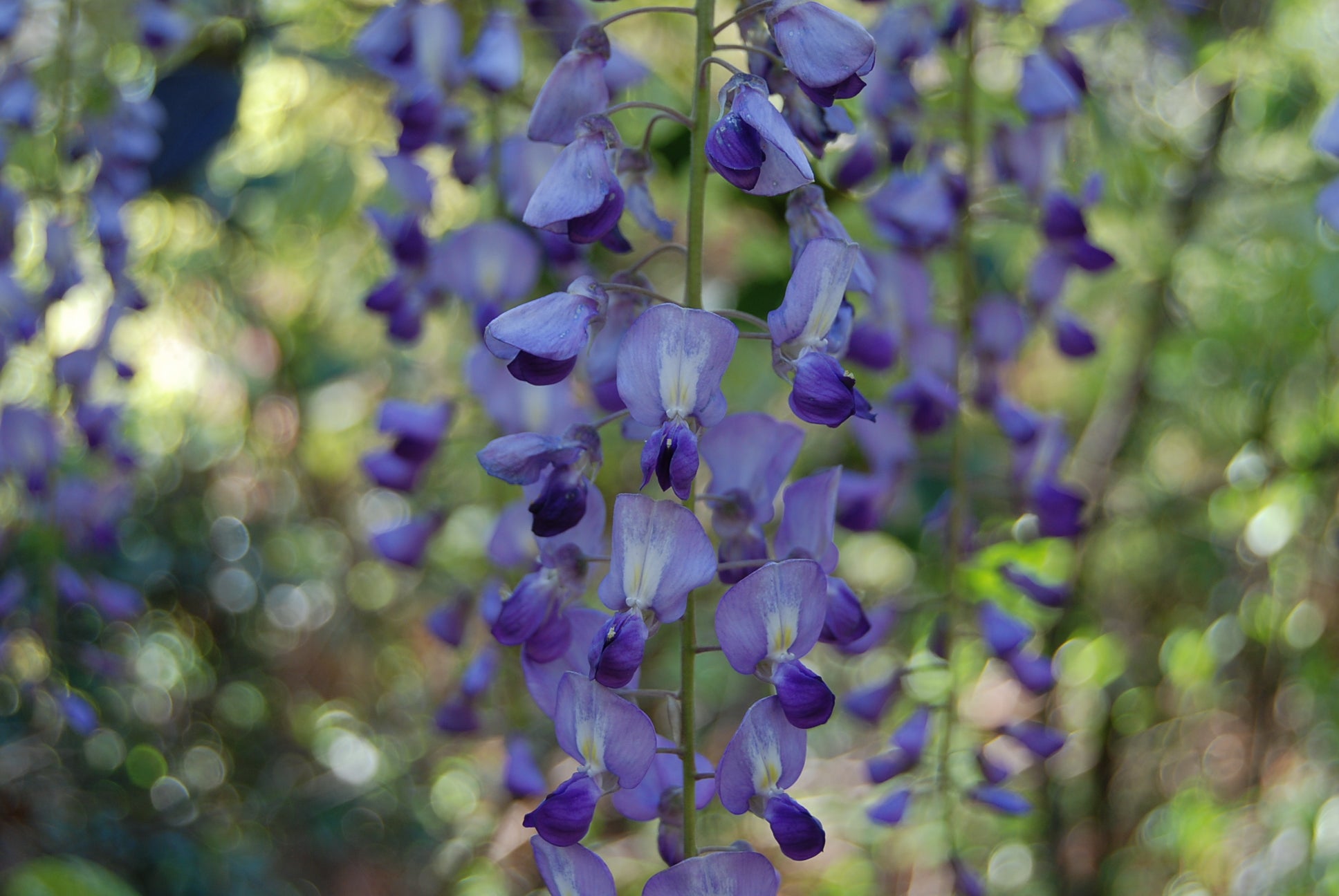 Wisteria floribunda 'Nishiki' – Nurseries Caroliniana