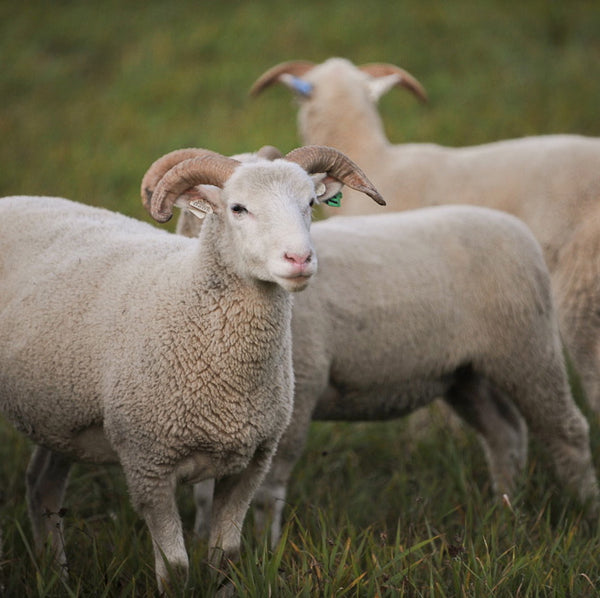 Dorset Horn Lamb on the Tamarack Vermont Sheep Farm