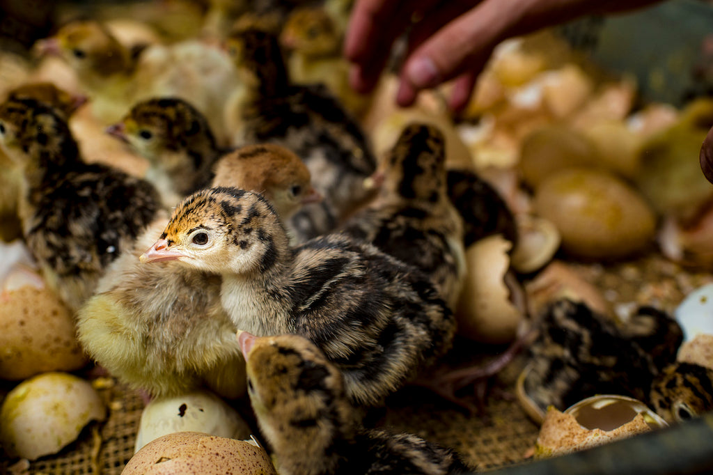 Heritage Turkey Poults hatching