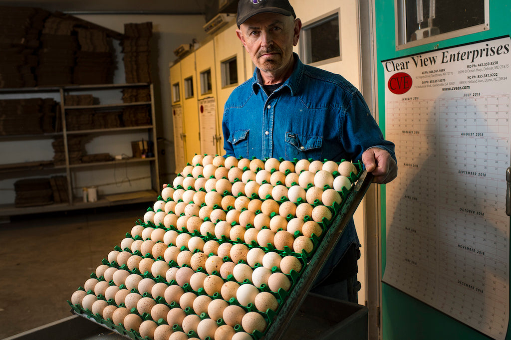 Frank Reese holding heritage turkey eggs