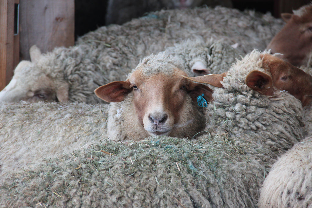 Tunis Sheep at the Tamarack Sheep Farm