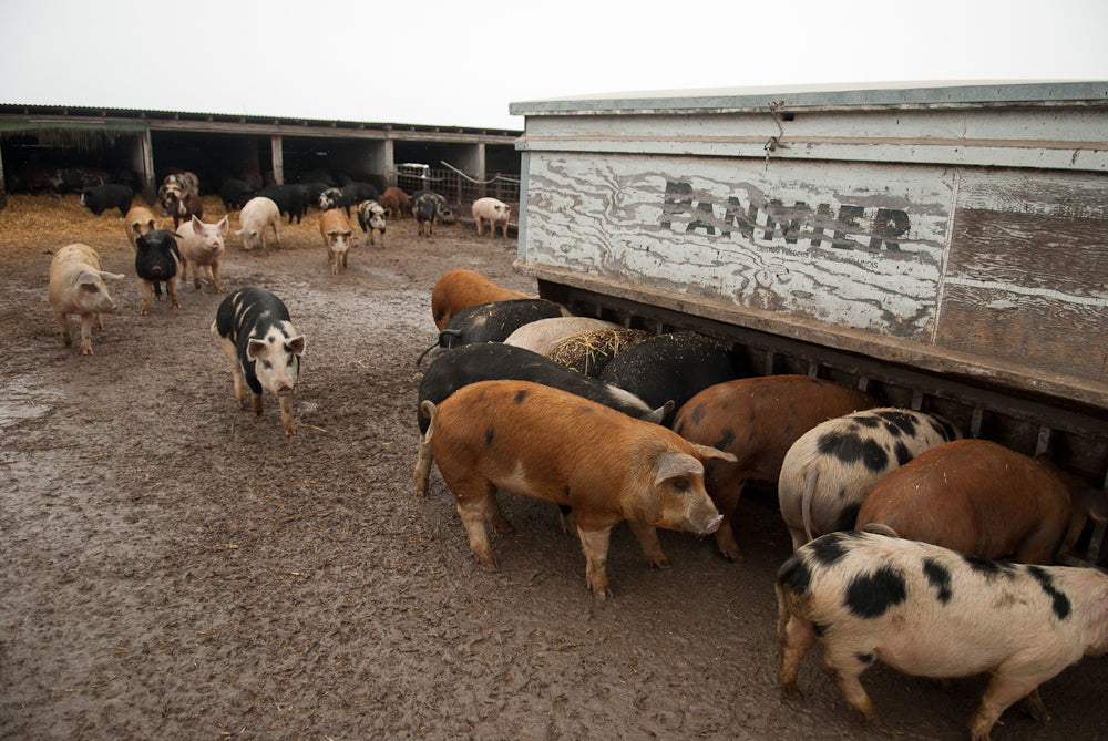 Larry Sorell's Red Wattle Hogs