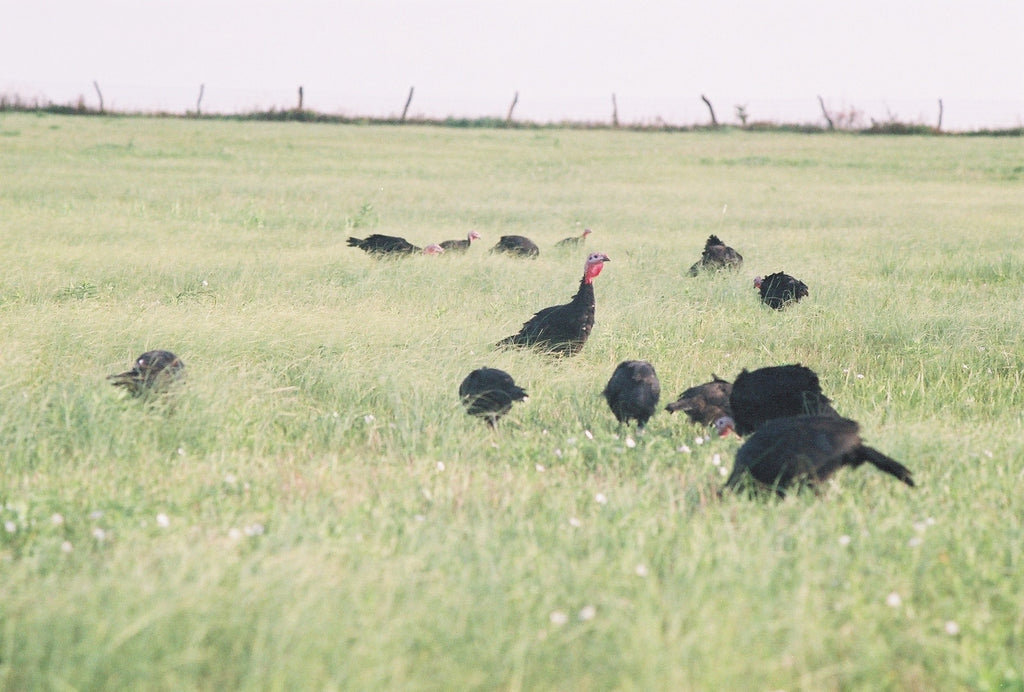 heritage turkeys on pasture