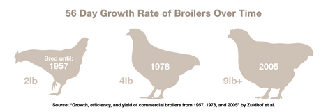 56 Day Growth Rate of Broiler Chickens Over Time