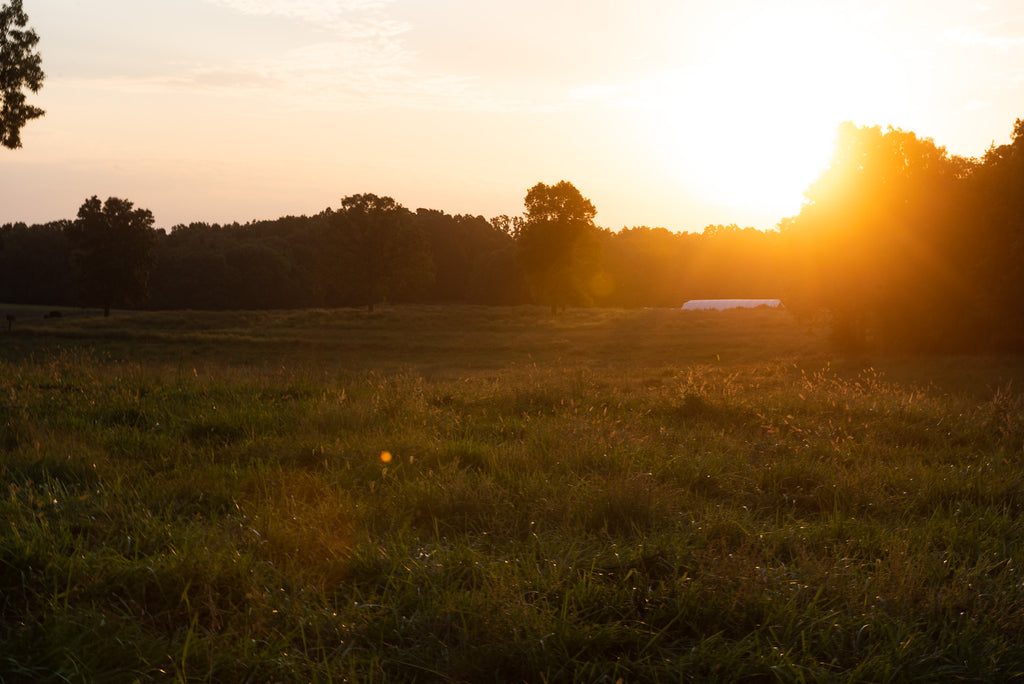 Newman Farm