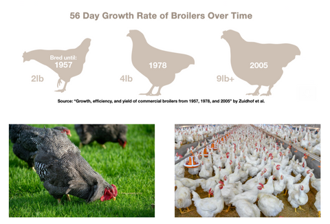 Boiler Chicken Growth Rates