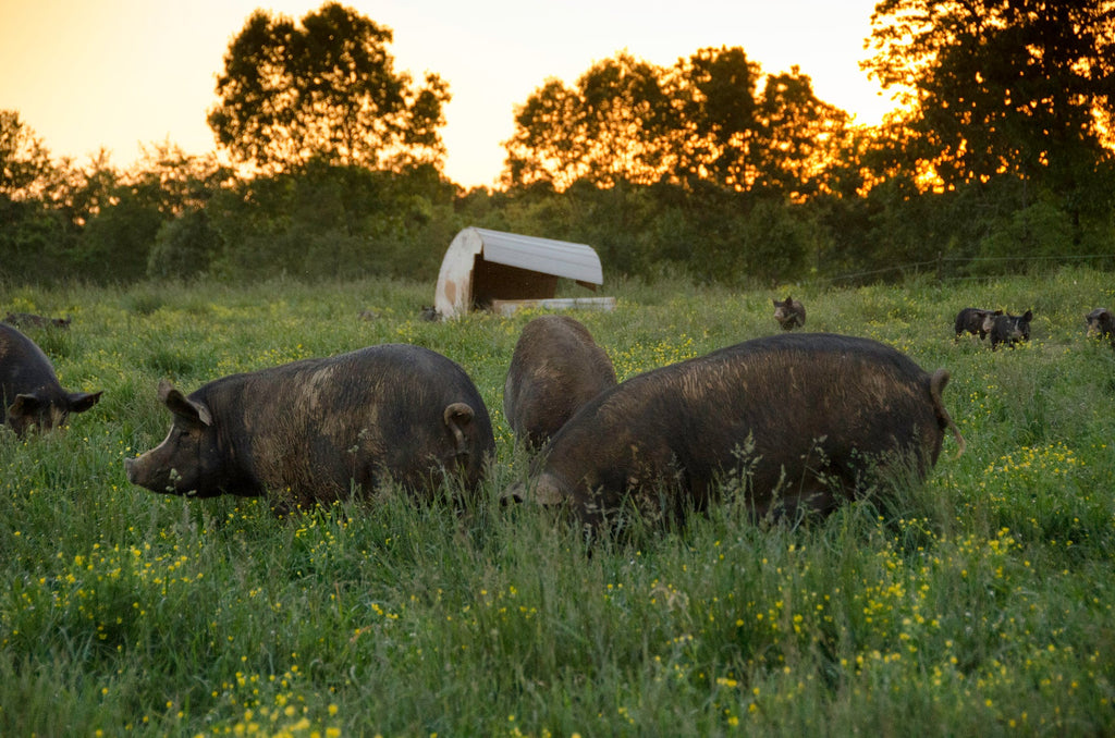 Newman Farm Berkshire Pigs