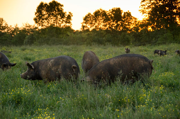 Berkshire Pigs on Pasture at Newman Farm