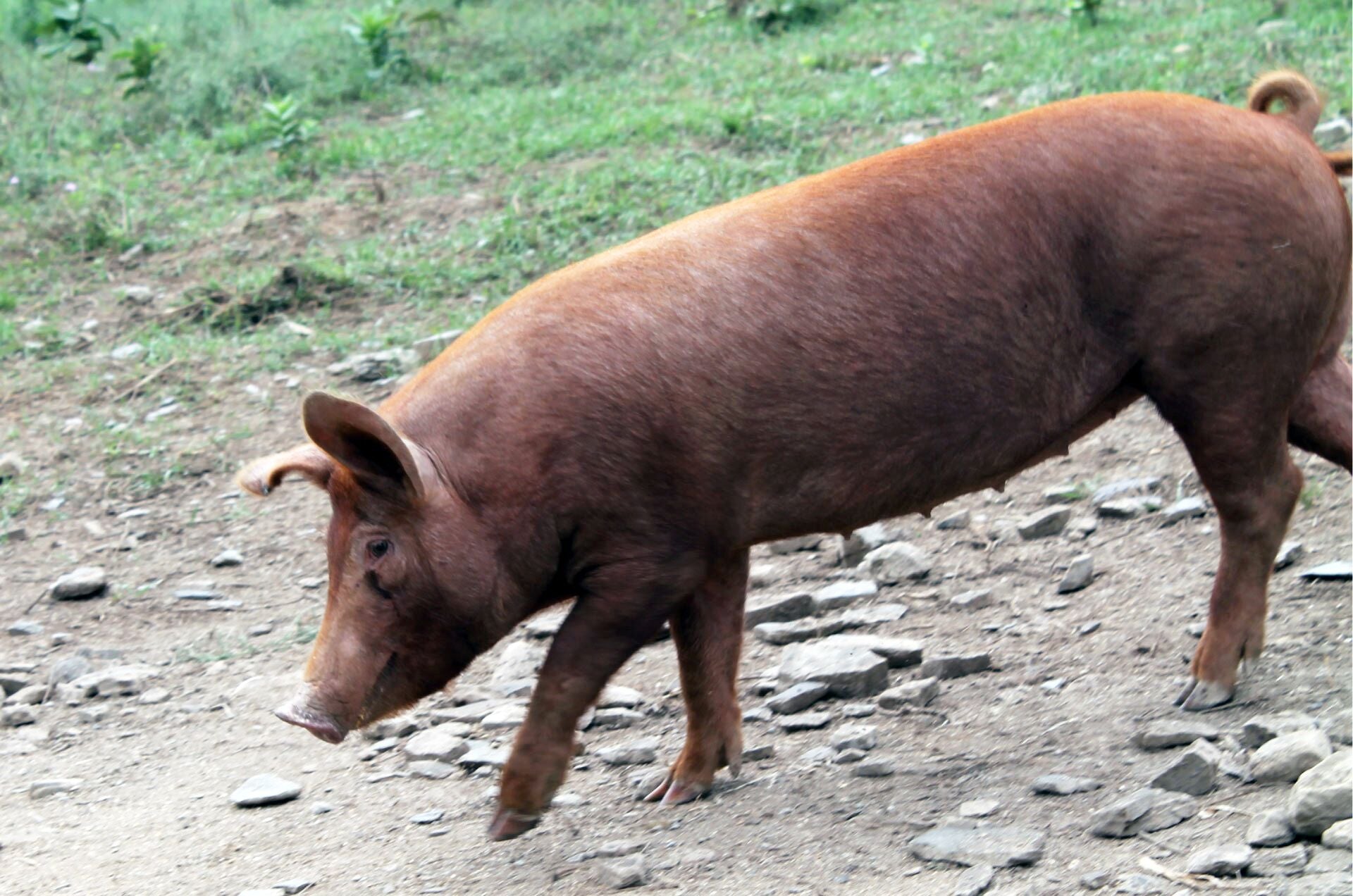 types of pigs in africa