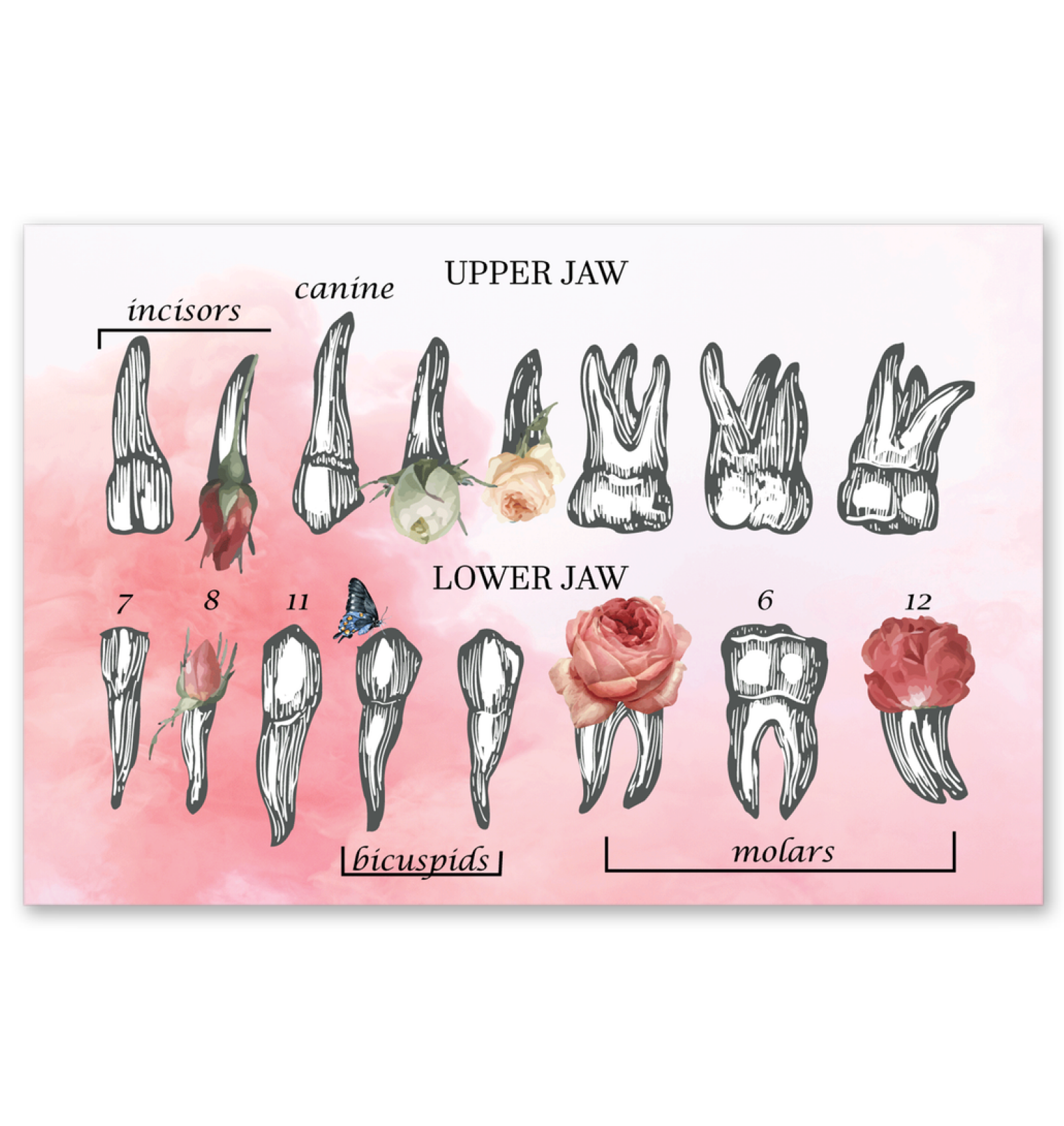 Anatomy Of Jaw - Anatomy Drawing Diagram