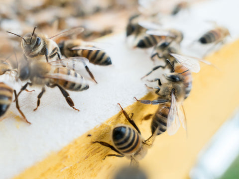 golden meadows honey farm