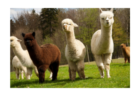 Merino Wool vs. Alpaca