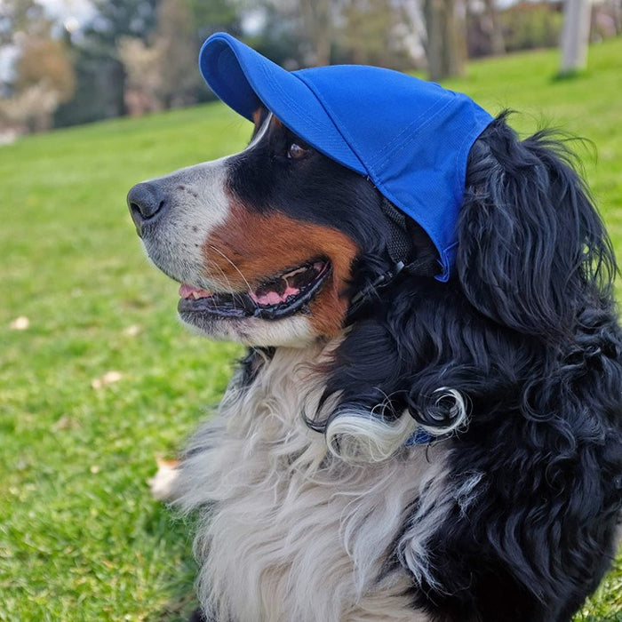 Detroit Lions Pet Baseball Hat – 3 Red Rovers